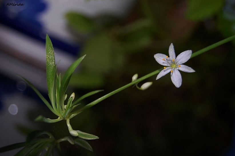 Flor de cinta (Chlorophytum comosum), flowers, fleurs, Blumen
